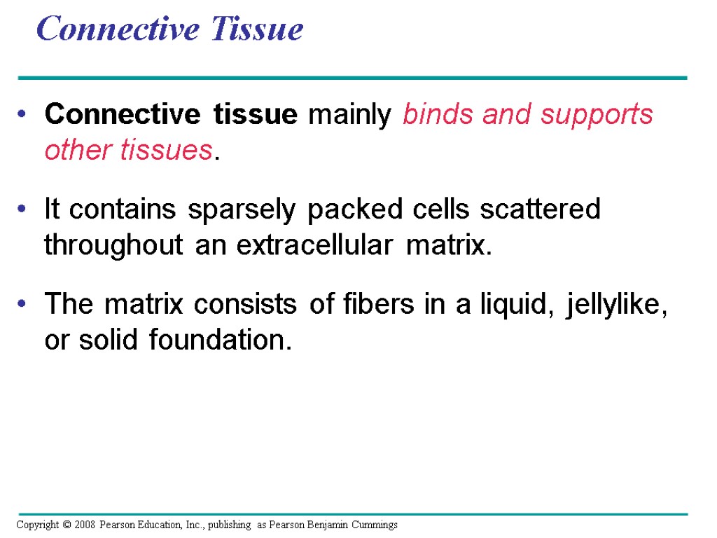 Connective Tissue Connective tissue mainly binds and supports other tissues. It contains sparsely packed